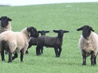 Farmers' union urges tougher laws on livestock dog attacks