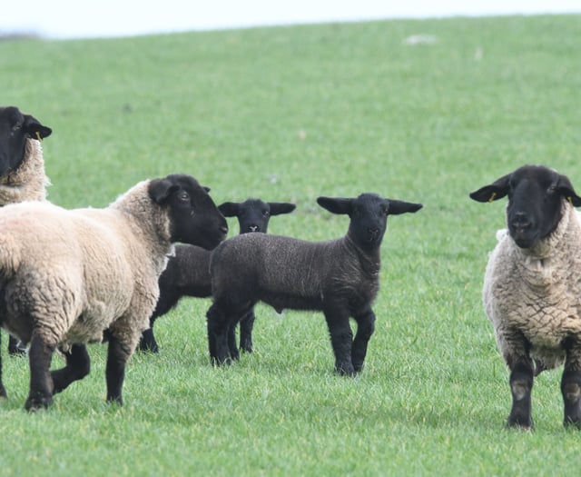 Farmers' union urges tougher laws on livestock dog attacks