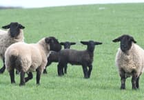 Farmers' union urges tougher laws on livestock dog attacks