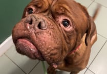 Manx SPCA column: This article could save your dog’s life
