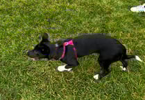 Missing dog