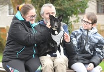 VIDEO: Lucy the collie returns home safe