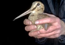 Farmers’ role in helping to conserve wild birds