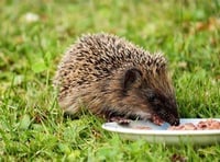 Manx SPCA column: Hedgehogs are coming out of hibernation earlier than usual