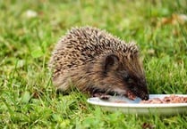 Manx SPCA column: Hedgehogs are coming out of hibernation earlier than usual