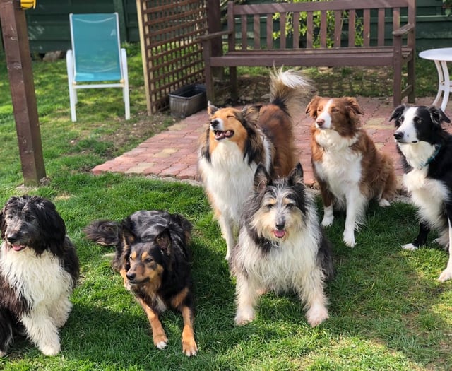 Lacey is flying the flag for all our rescue dogs