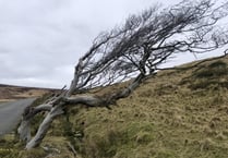 Strength of being united is shown by windswept trees
