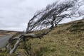 Strength of being united is shown by windswept trees