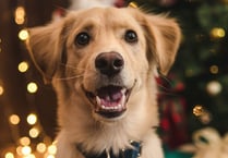 What do you think about dog by-laws?