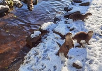 Wildlife Park's animals in the snow
