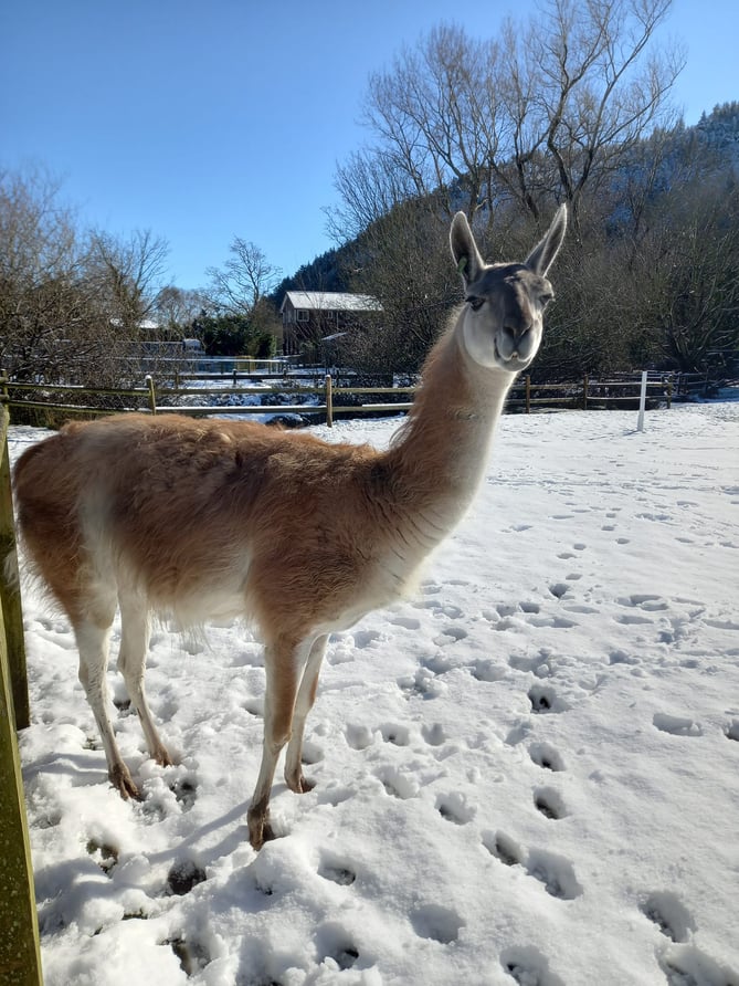 Snow in Curraghs