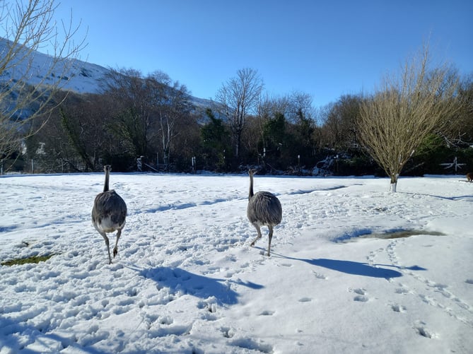 Curraghs