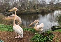 Wildlife Park open again after snow melts