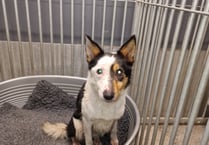 Is this dog yours?