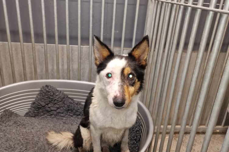 collie