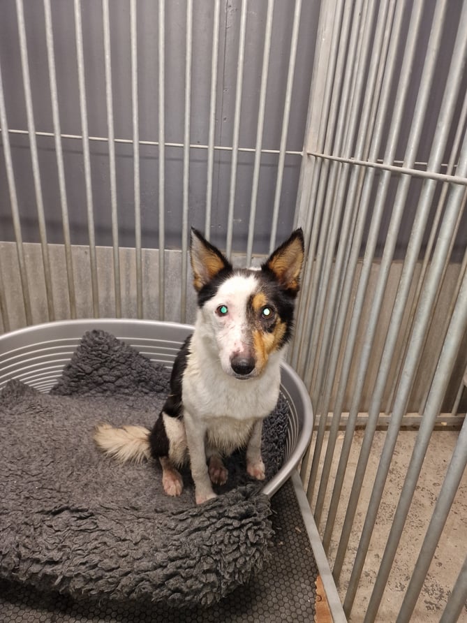 collie