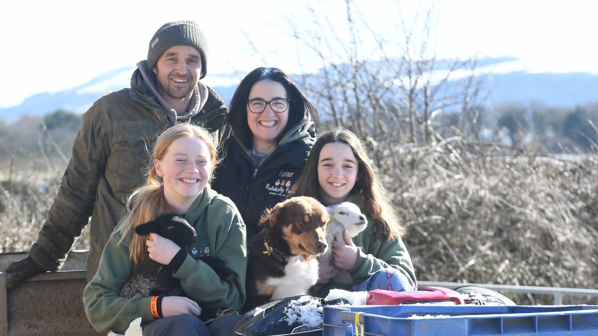 Busy time lambing at Ballakelly Farm | iomtoday.co.im