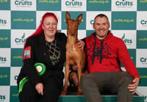 Crufts proves a success for Manx hound who wins best in breed
