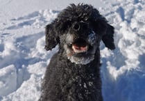 Manx SPCA column: Dog grooming is more complex than you might think