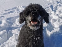 Manx SPCA column: Dog grooming is more complex than you might think