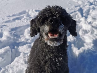 Manx SPCA column: Dog grooming is more complex than you might think