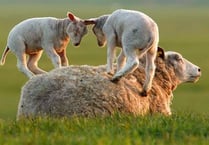 Manx SPCA column: An increase in sheep-worrying incidents