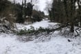 Contact government if you discover any unsafe fallen trees