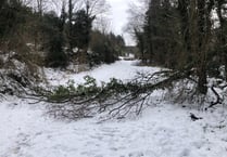 Contact government if you discover any unsafe fallen trees