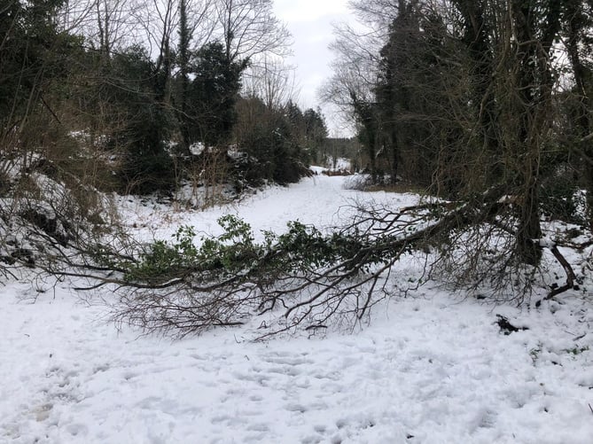 Fallen tree