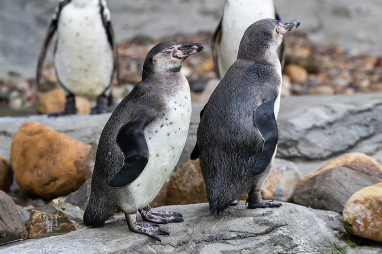 Humboldt penguins