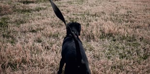 Garff residents must 'pick up dog faeces at all times' in new byelaws