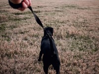 Garff residents must 'pick up dog faeces at all times' in new byelaws