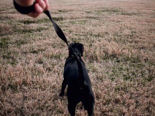Garff residents must 'pick up dog faeces at all times' in new byelaws