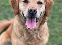 Manx SPCA column: Risk of serious diseases in dogs is rising