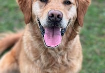 Manx SPCA column: Risk of serious diseases in dogs is rising