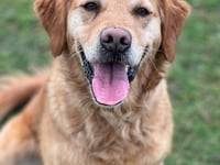 Manx SPCA column: Risk of serious diseases in dogs is rising