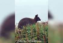 Recent survey finds nearly 600 wallabies in island