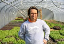 Fresh, Organic and local - how Staarvey Farm grow salads