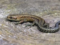 Spotlight on the island’s only land-based reptile