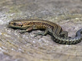 Spotlight on the island’s only land-based reptile