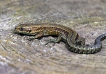 Spotlight on the island’s only land-based reptile