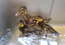 Manx SPCA column: Don’t assume a lone duckling has been abandoned