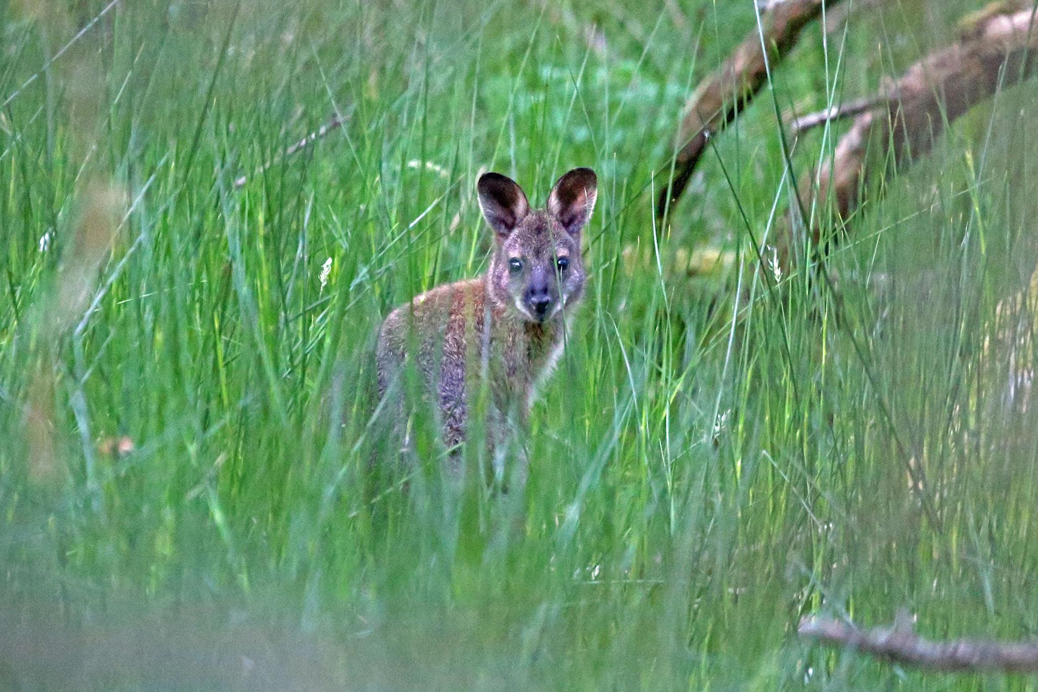 UK magazine sparks debate over Isle of Man wallabies 
