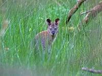 UK magazine sparks debate over Isle of Man wallabies 