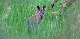 UK magazine sparks debate over Isle of Man wallabies 