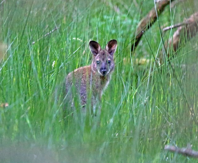 UK magazine sparks debate over Isle of Man wallabies 