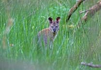 Manx Wildlife Trust wants more informed discussions about wallabies in the island