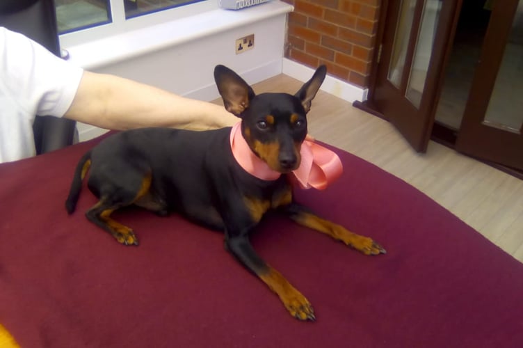 Tito the Dog
