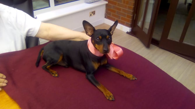 Tito the Dog