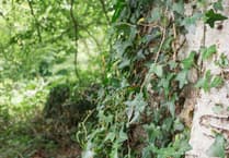 Ivy is not harmful to trees, says Manx Wildlife Trust